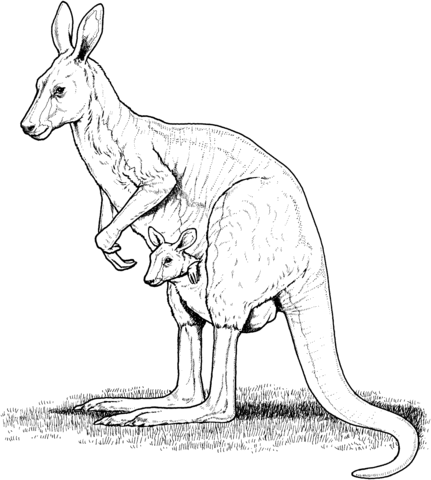 Red Kangaroo With Joey In Pouch Coloring Page